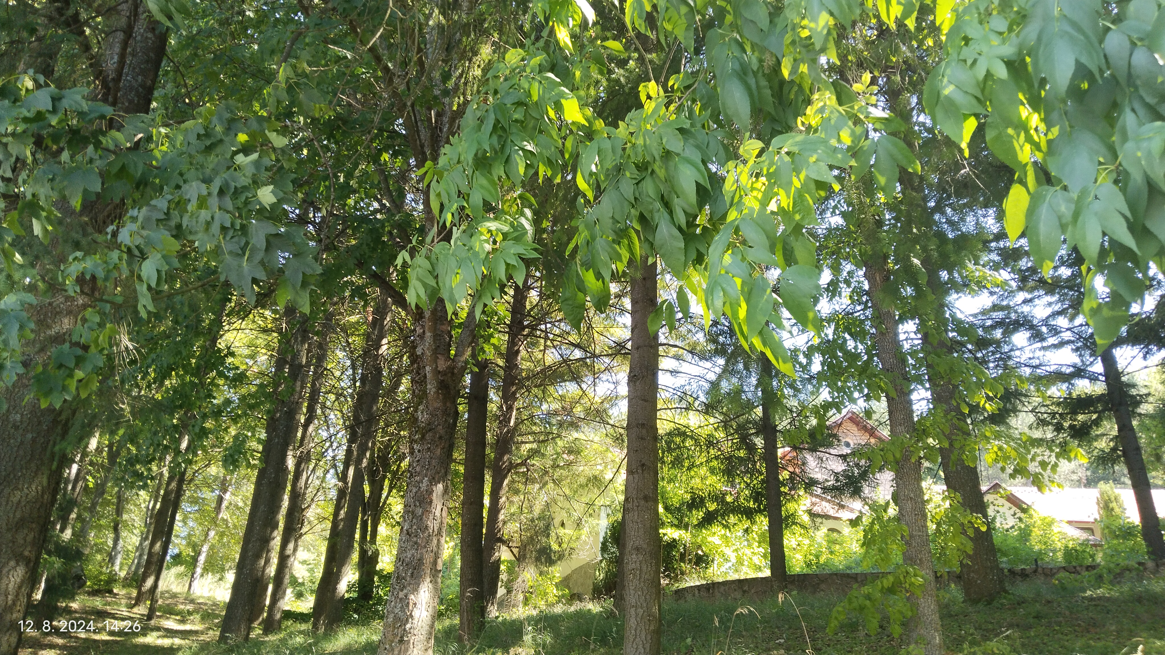 House in the wood