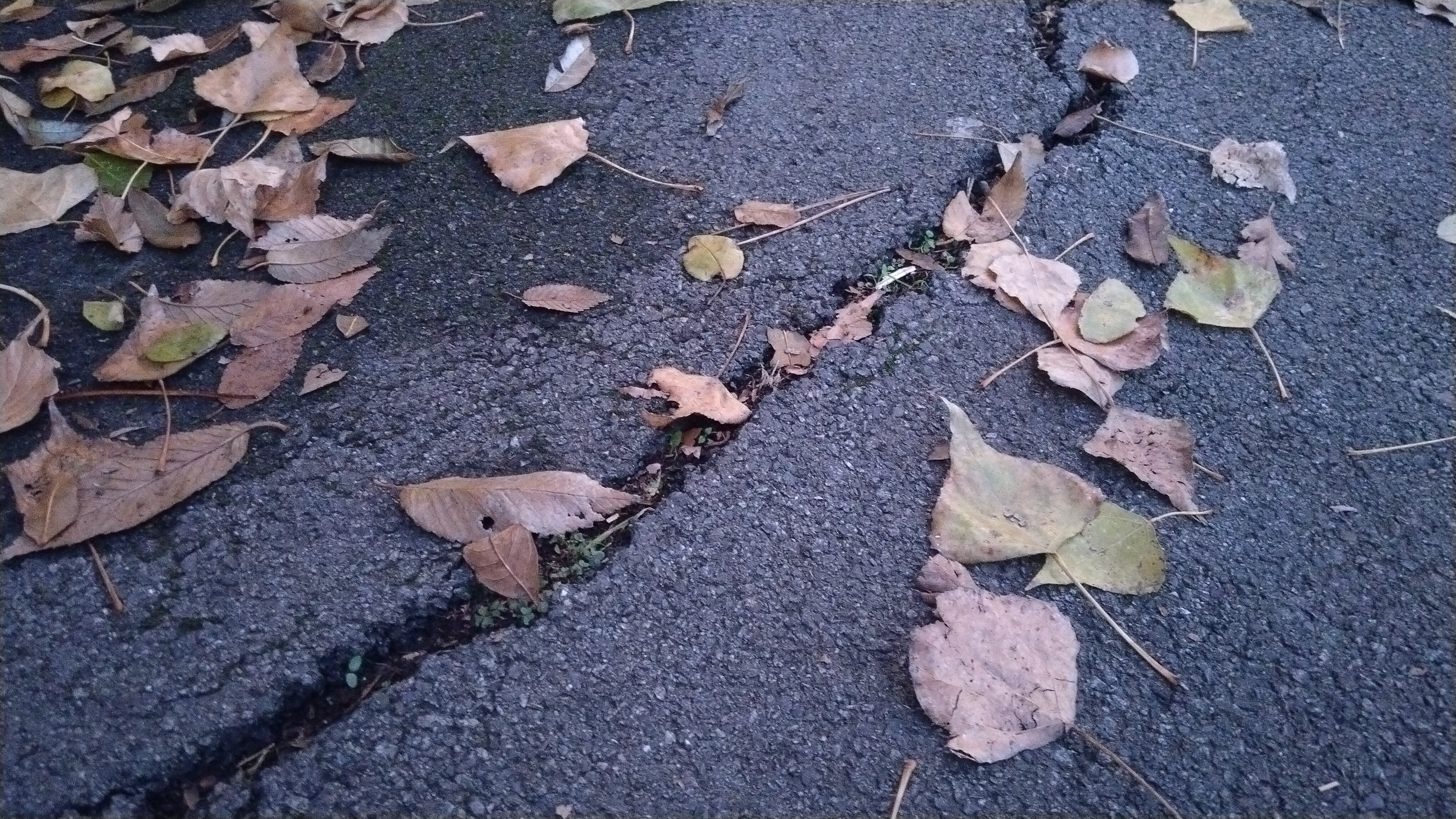 Leafs on asphalt