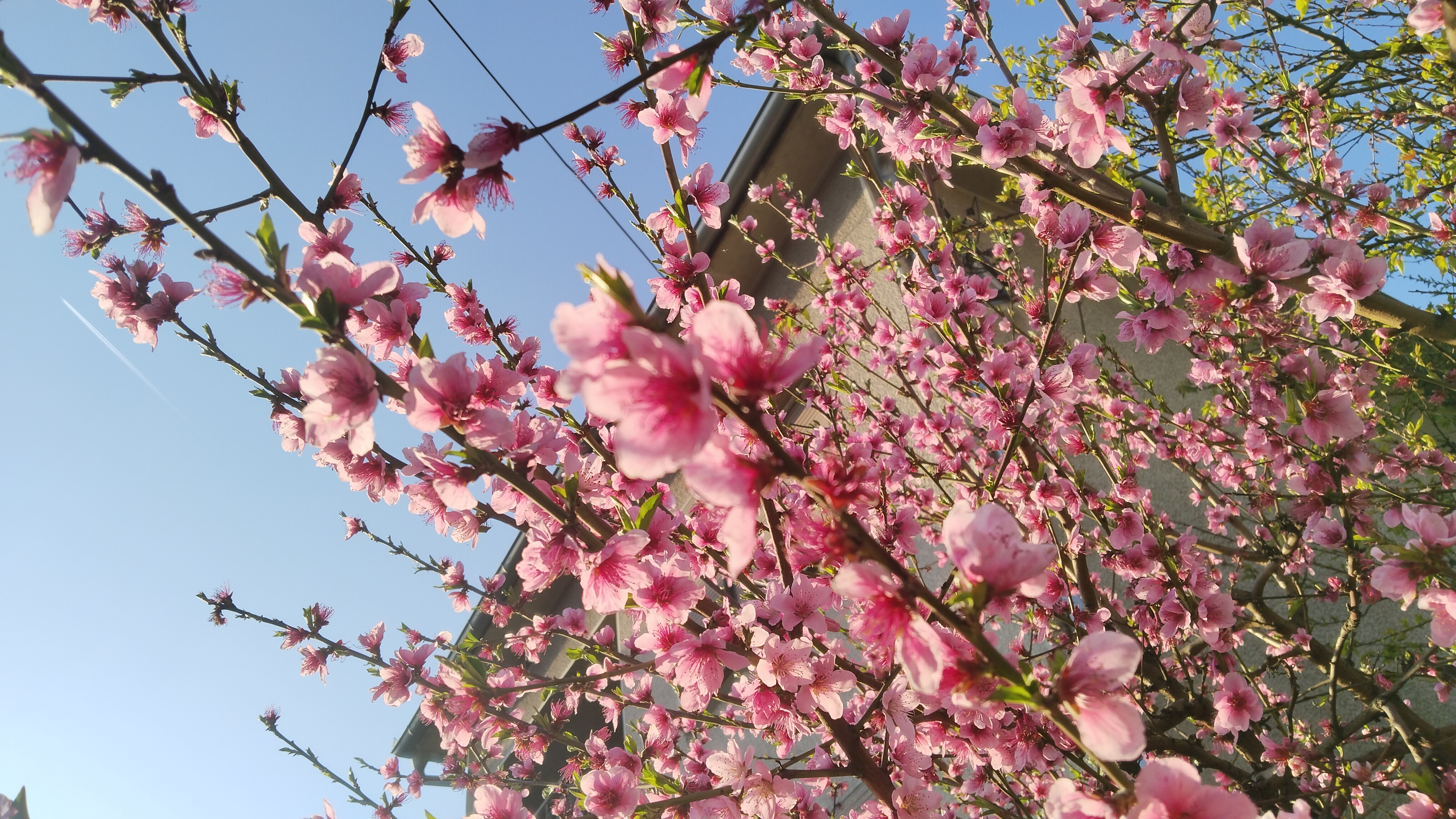 Peach tree in spring